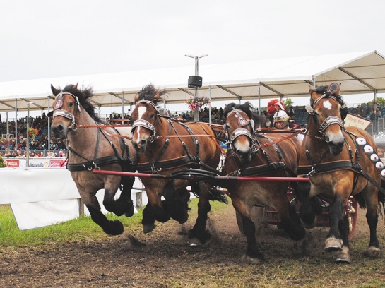 Heavy Horses Race at Brück